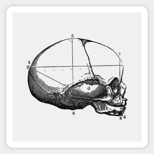 Human Skull - Side View - Vintage Anatomy Sticker